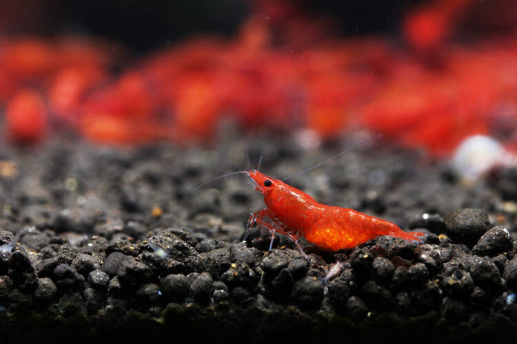 0cm 极火繁殖套餐2(母25 5公8 2) 母25 5【图片 价格 品牌 报价】