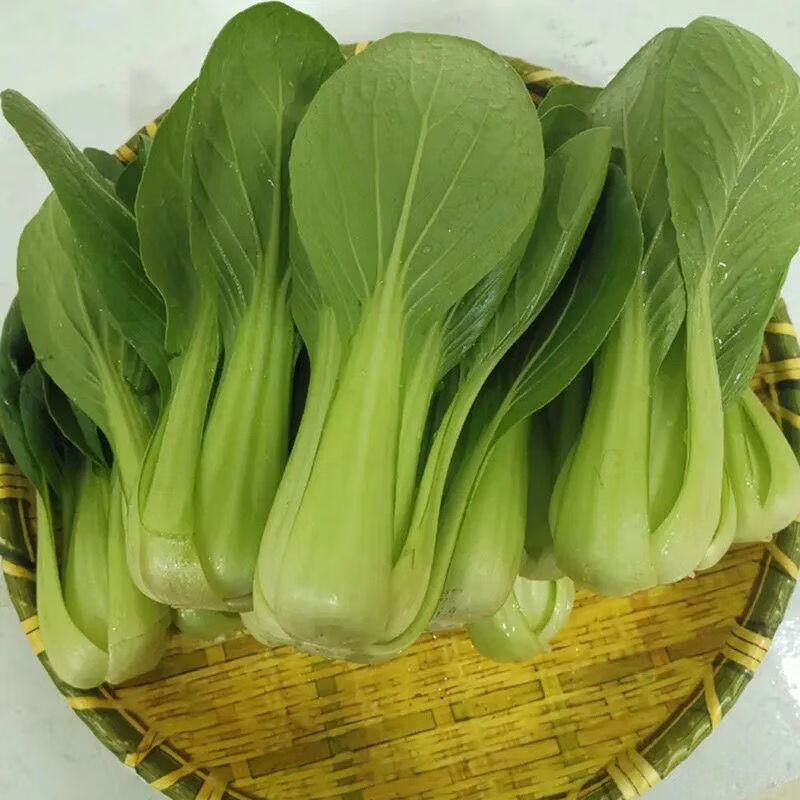 预售 新鲜蔬菜霜冻青菜新鲜青菜上海青小白菜苏州青小青菜四季青【10