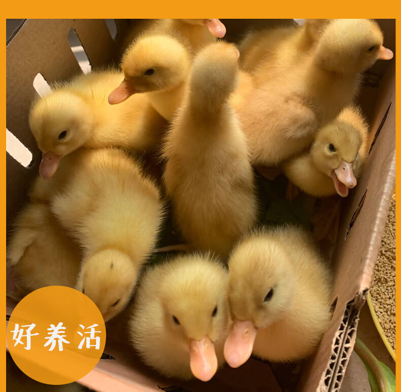 寵物鴨子活的小黃鴨活體柯爾可達鴨 花花公子鴨母 飼料【圖片 價格