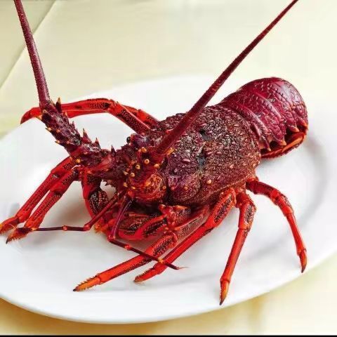 【顺丰空运】红龙虾 澳洲龙虾鲜活冷冻锦绣大龙虾海捕花龙虾海鲜