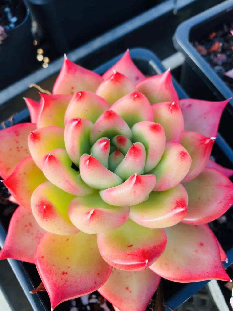 精品多肉植物 多肉植物老庄 多肉 现场直播 群生多头璀璨【图片 价格