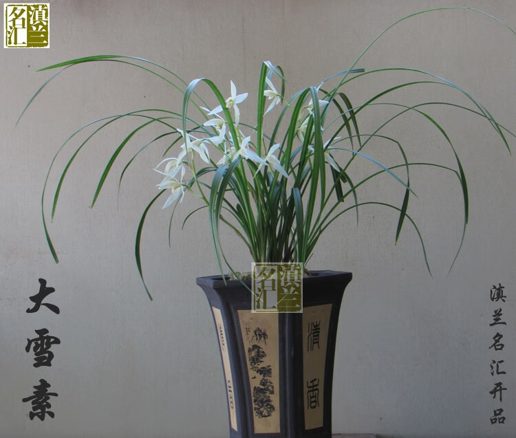 大雪素 兰花云南莲瓣兰名品石鼓大雪素原生种室内盆栽花卉绿植 3苗