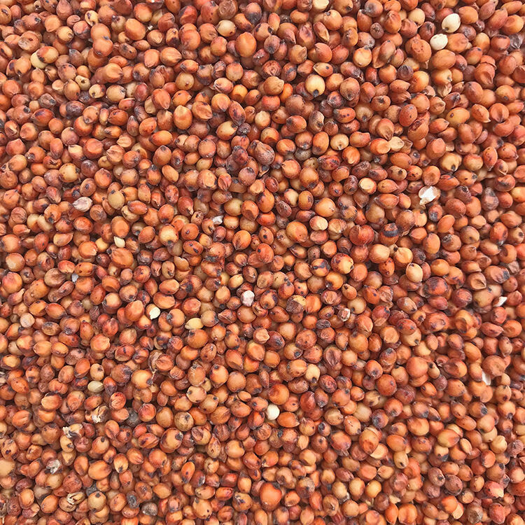 带皮红高粱米去壳未脱皮红高梁鸽粮高粱喂鸽子粮食饲料熬粥煲粥酿酒