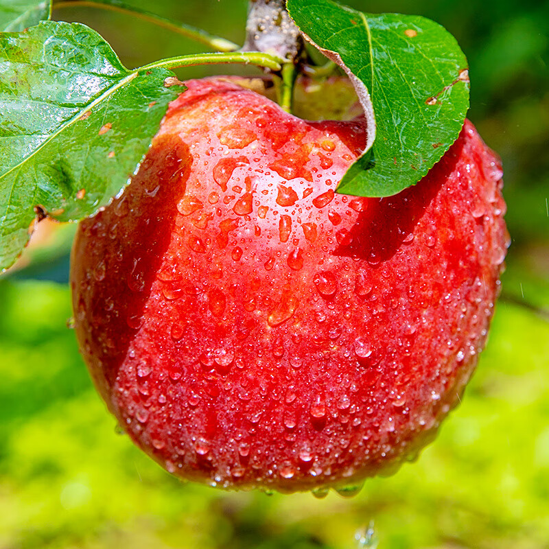 源外昭通昭阳红苹果礼盒装 盛世昭阳昭通新鲜水果脆甜整箱宋礼顺丰