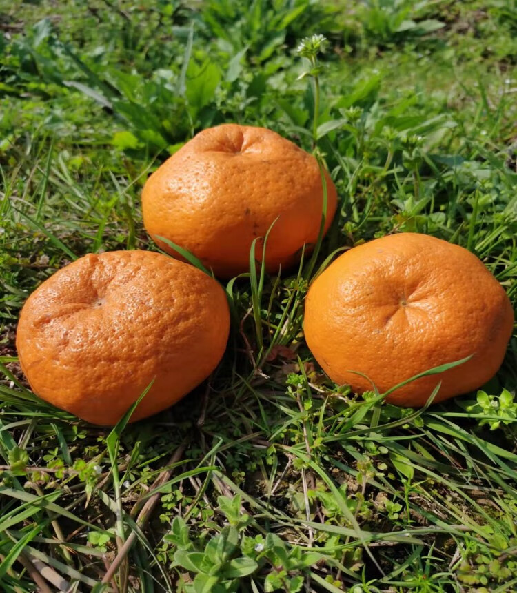 正宗四川春见耙耙柑丑橘子新鲜水果特级大果新鲜粑粑柑5斤装精选大果