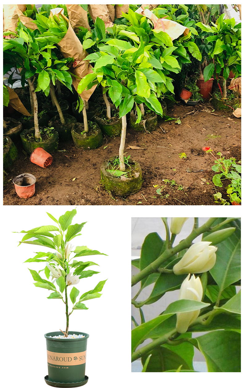 白玉兰花苗白兰花卉盆栽四季绿植庭院植物苗嫁接白玉兰树苗-采缇 含盆