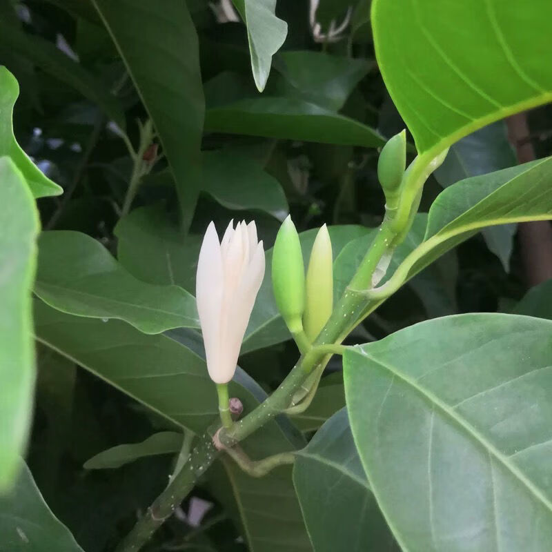 白兰花盆栽花卉绿植物室内黄兰苗带花苞四季开花浓香型黄角兰好养白兰