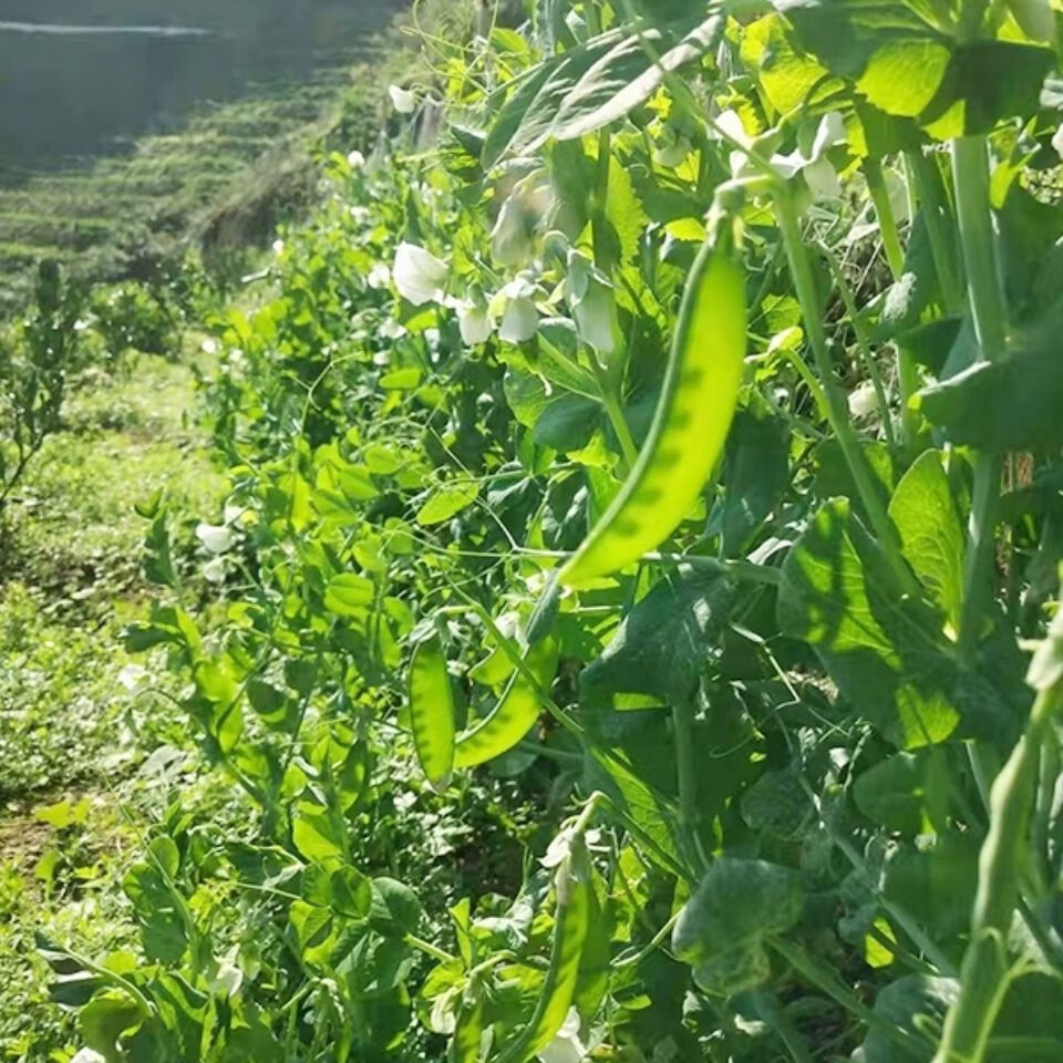 荷蘭豆雲南新鮮農家蔬菜碗豆扁豆豆角現摘現發批發普通紙箱凍壞不賠1