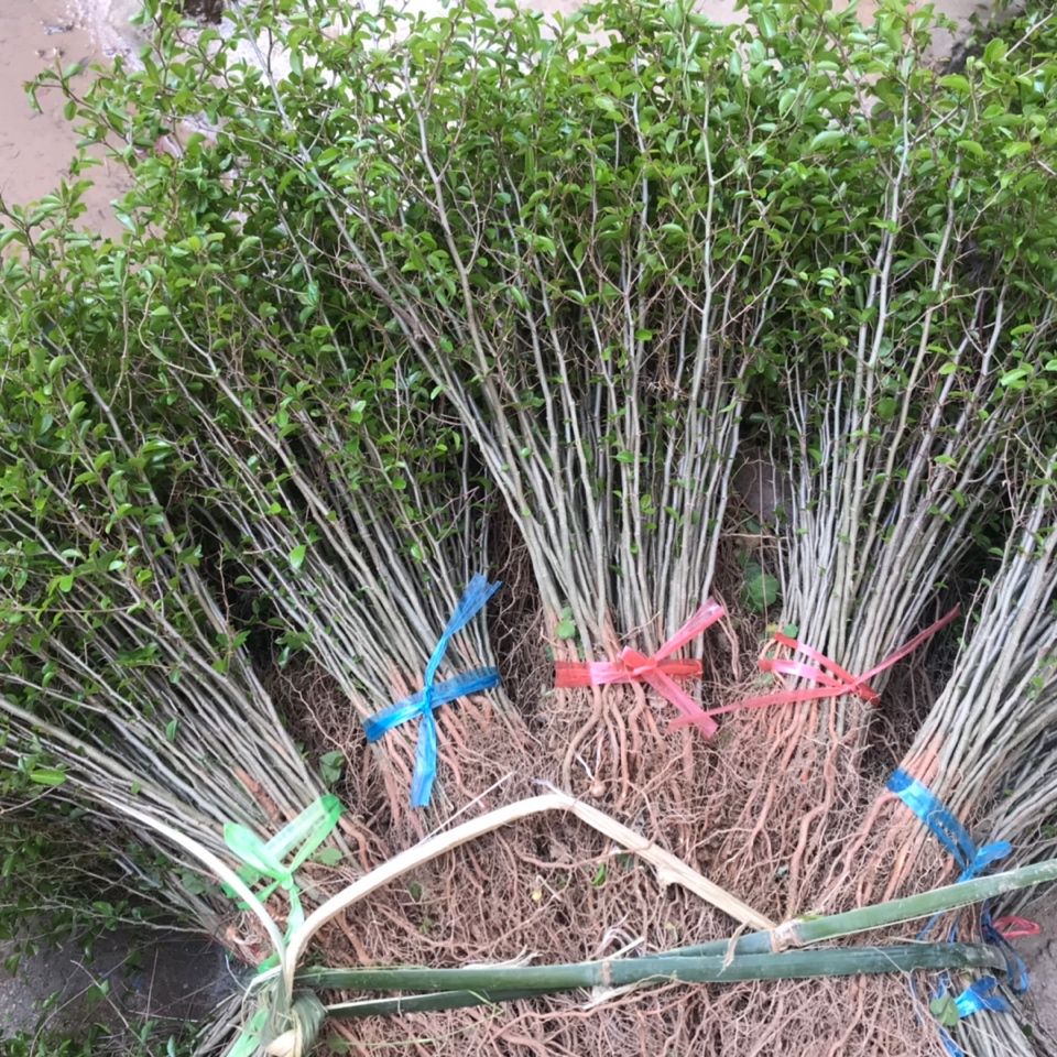 江影清马甲子树苗刺树苗铁篱笆鸟不站刺苗果园围栏绿篱防护隔离树1000