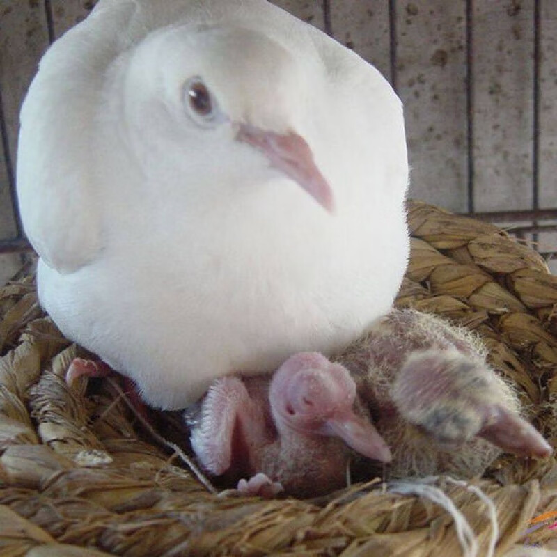 【京东推荐】鸽子活下蛋老鸽子原配种鸽繁殖抱窝家养鸽子宠物鸽观赏鸽