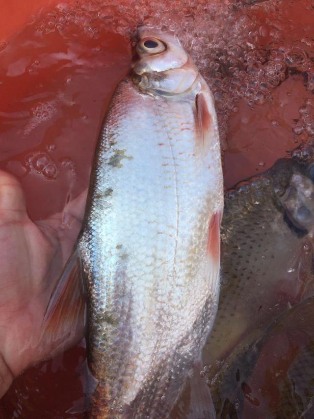 lism东江大白鱼翘嘴巴白鱼噘嘴子昂炮鱼新鲜万绿湖河鱼生态鱼