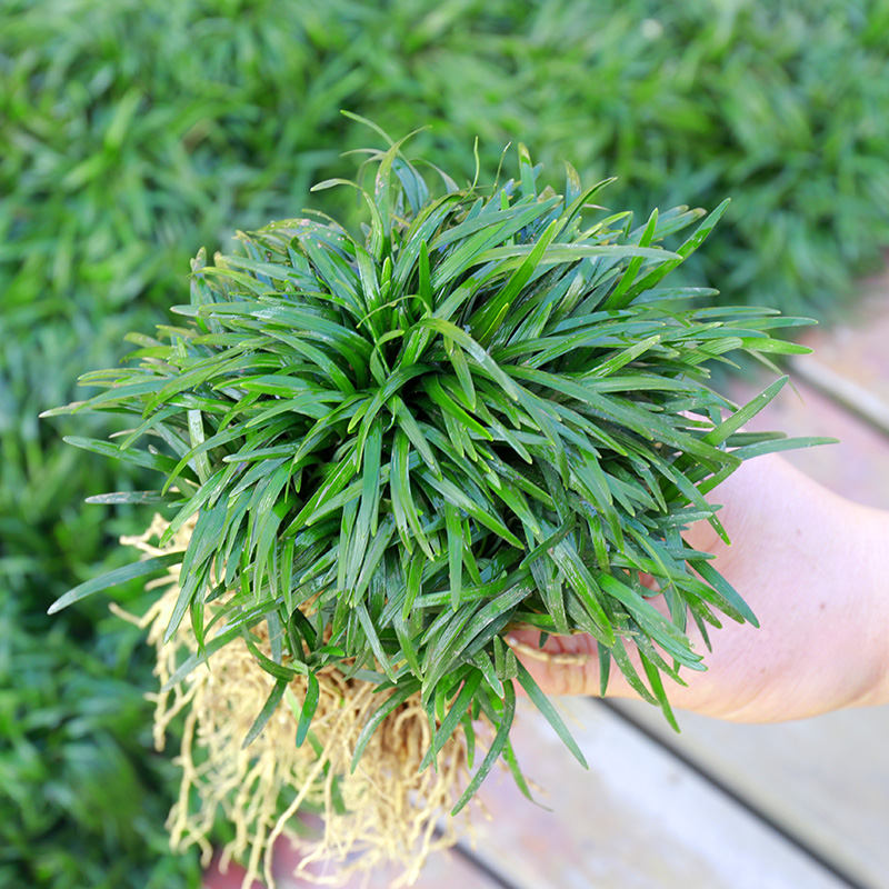 日本矮麦冬草别墅地被花镜植物耐寒庭院园林绿化草坪金边麦冬草玉龙草