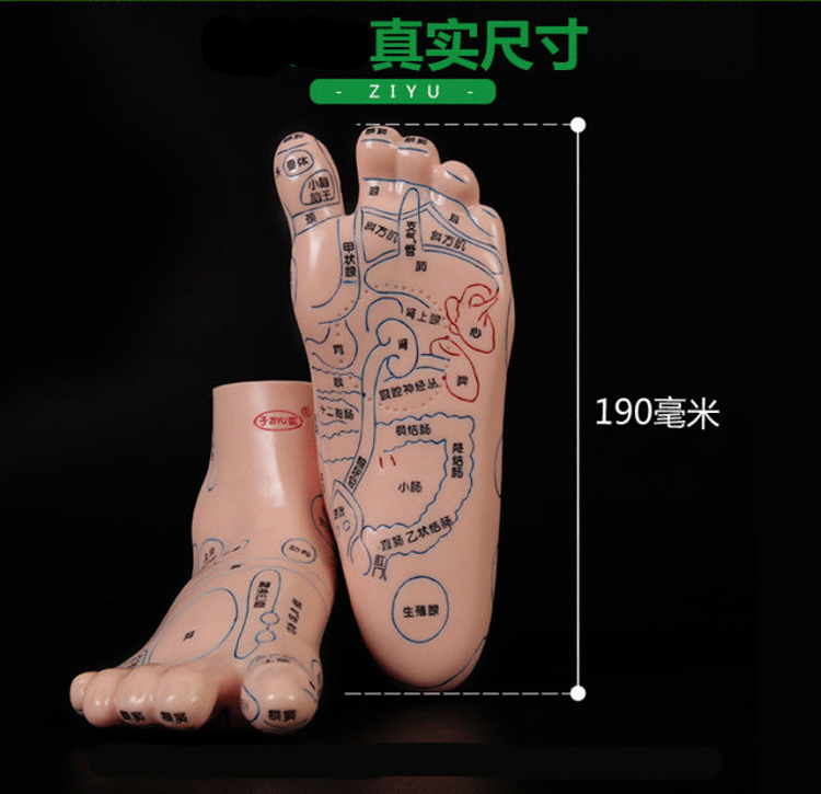 名稱:子彧 刻字足療足部腳部足底經絡穴位反射區圖按摩推拿模型腳底