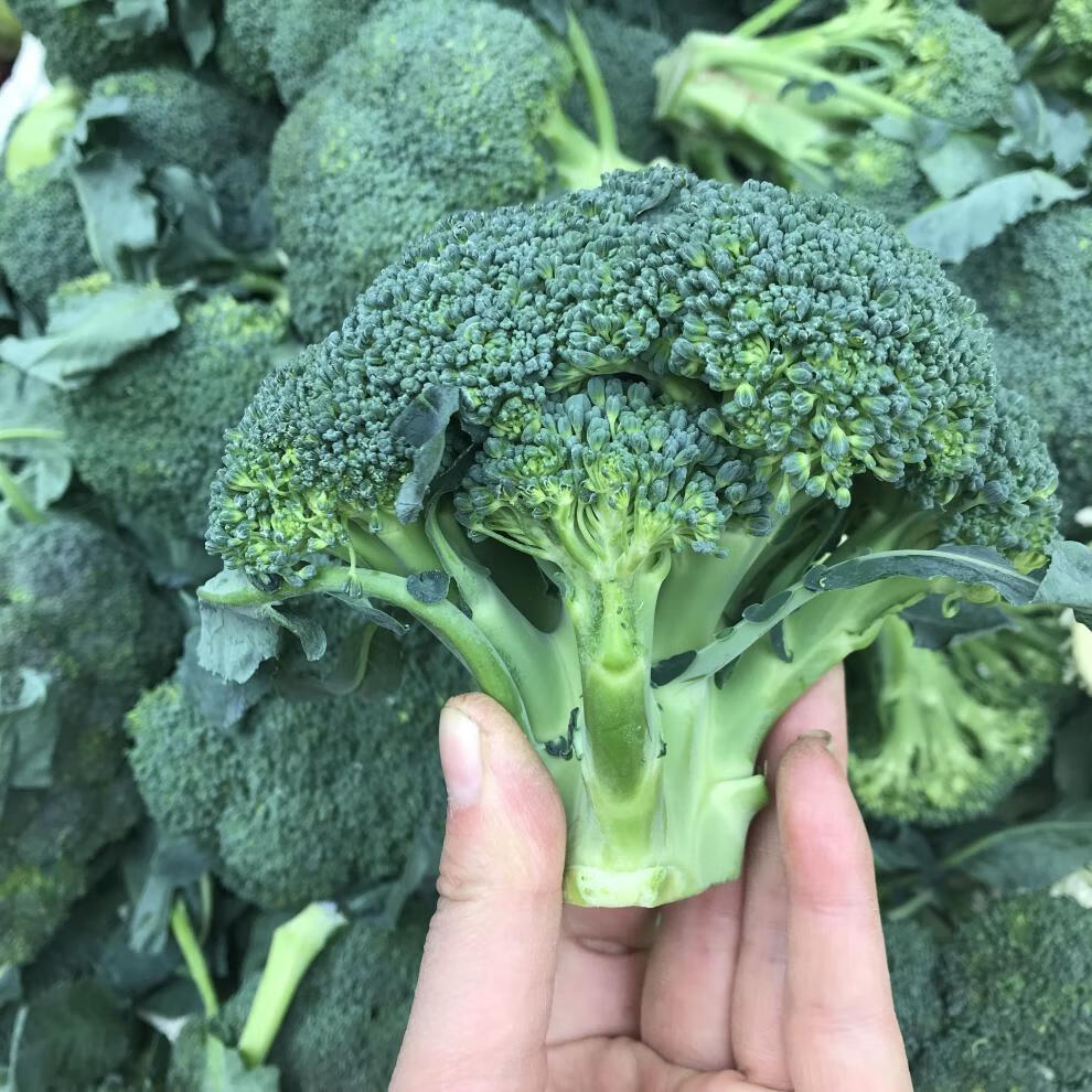 源外园农家现摘新鲜西兰花青花菜绿花菜花椰菜现采现发农家自种西蓝花