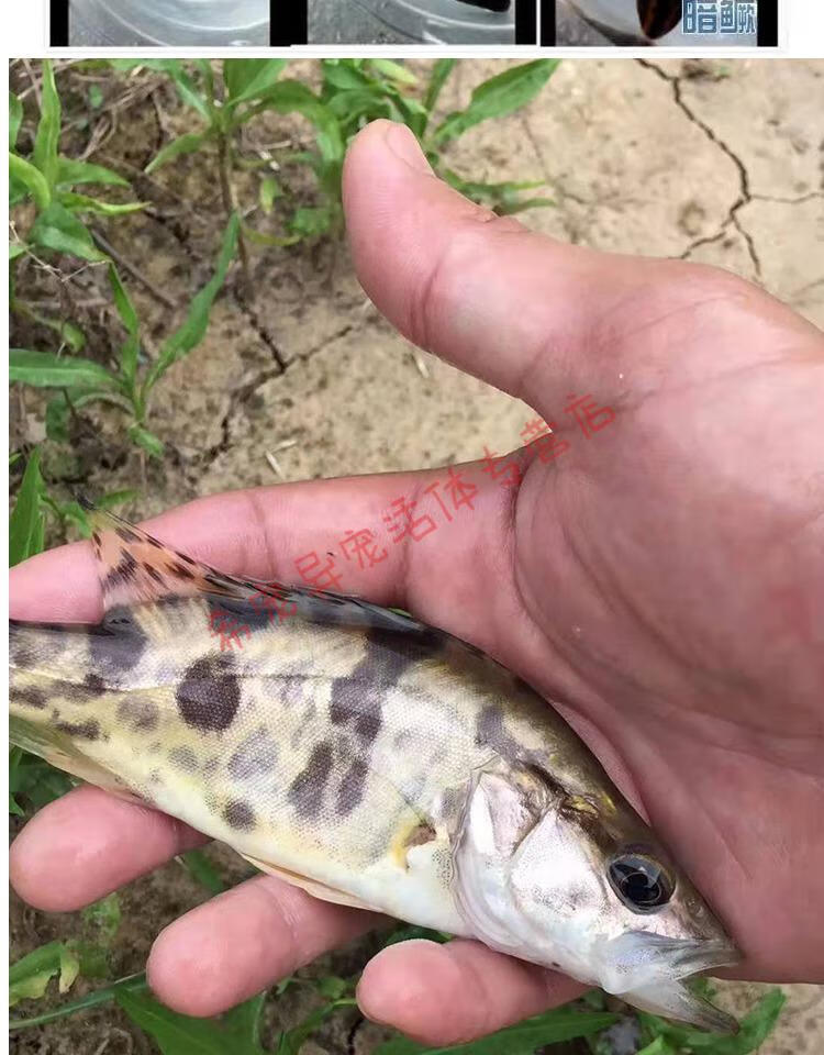 红纹鳜鱼水温图片