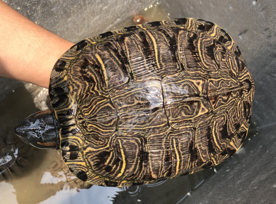 超大巴西乌龟活物 外塘繁殖种龟活体超大乌龟下蛋龟产蛋龟 13-15cm