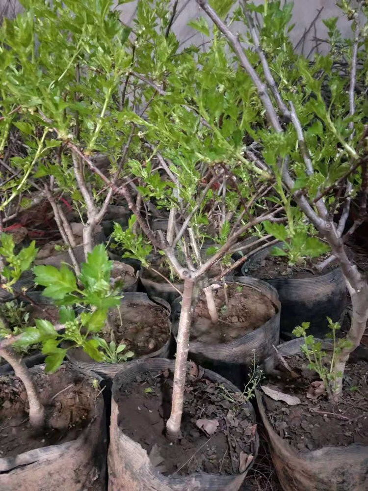 易水之夏山楂树活苗嫁接山里红大五棱磨盘大山楂树苗南北方地盆栽庭院