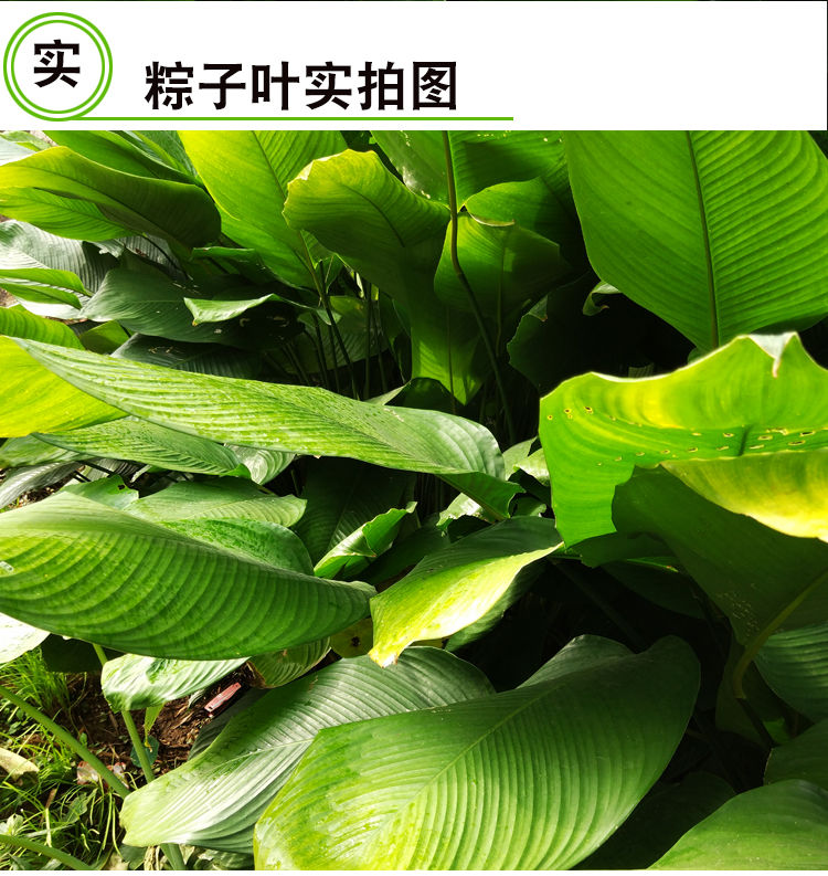广西大粽子叶新鲜现摘40张20大冬叶过年过节柊叶粽绳小叶子100张