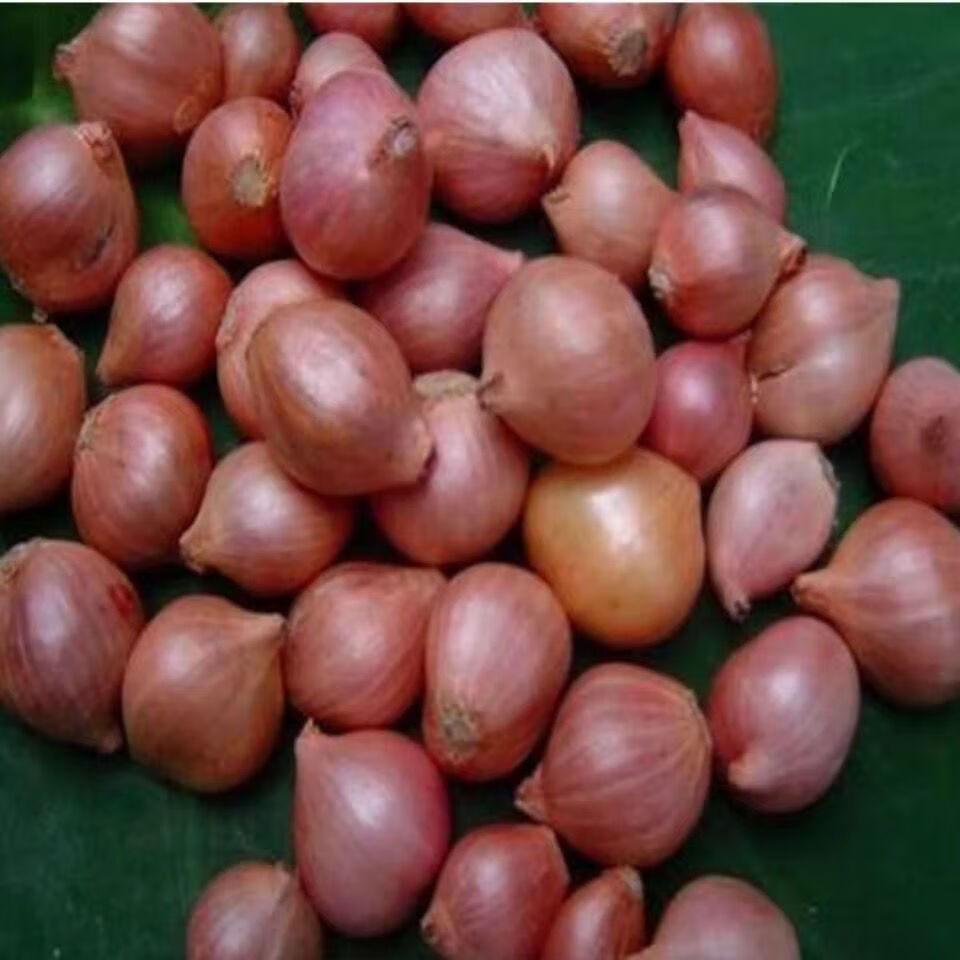 东北特产毛葱新鲜小毛葱鬼子葱红葱头农家毛葱实惠混装10斤