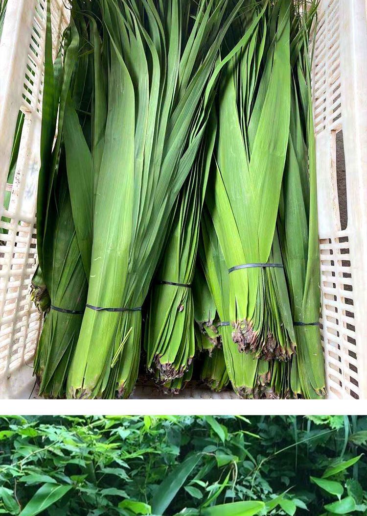 芦苇叶粽子苇叶鲜芦苇叶子报粽子的叶子箬叶宽大号粽叶竹叶粽子华海春