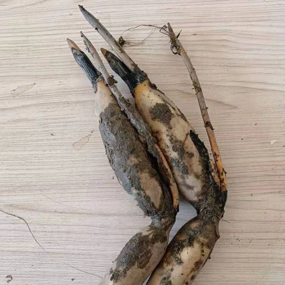 洪湖煲汤粉藕藕种9孔粉藕藕苗藕秧子新鲜现挖藕苗子 6株粉藕苗【图片