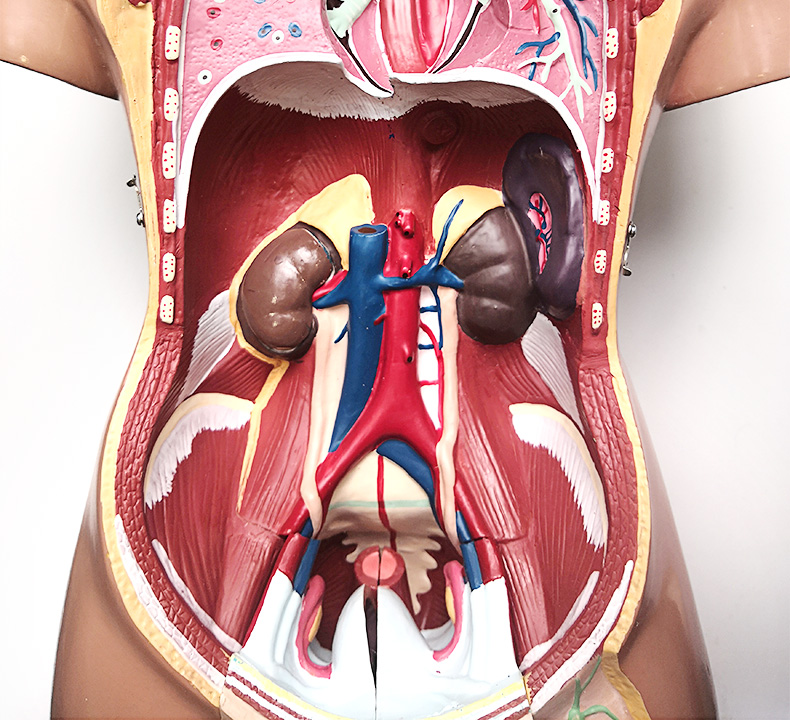 医学款丨人体解剖模型可拆卸内脏器官结构全身教学仿真骨骼骨架50cm无