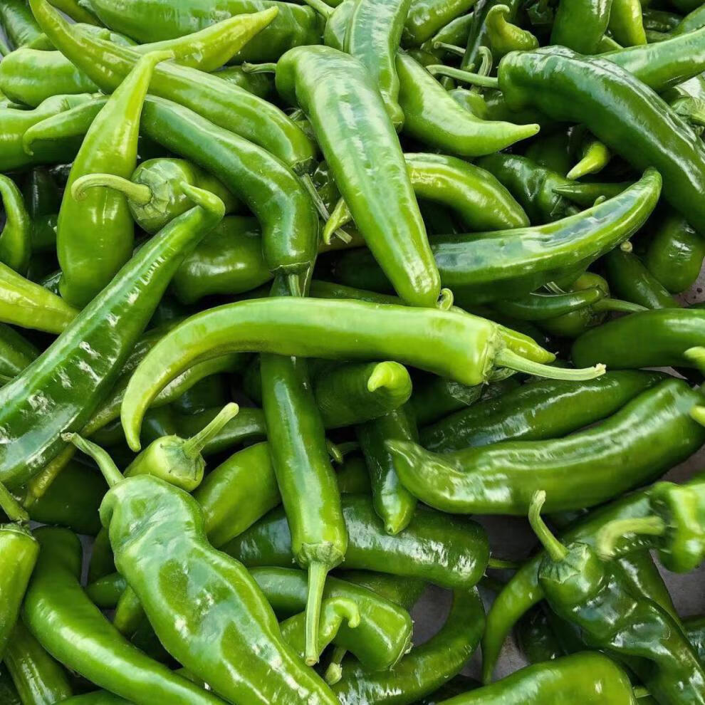 辣椒蔬菜薄皮青椒牛角椒红辣椒自产现摘现发泡沫箱包装坏果包赔5斤现