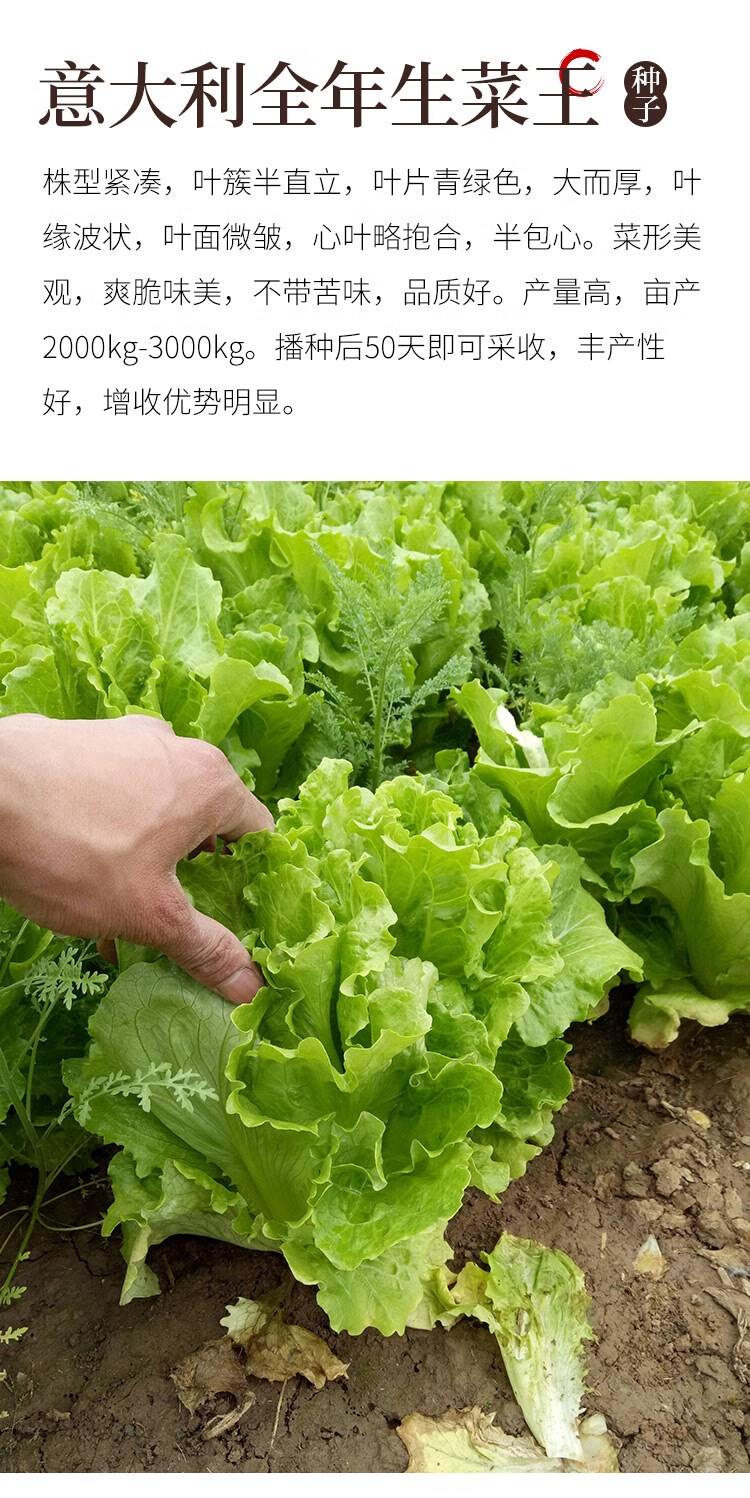 意大利全年生菜王种子种籽高产四季蔬菜阳台播菜种孑籽种菜籽奶油奶油