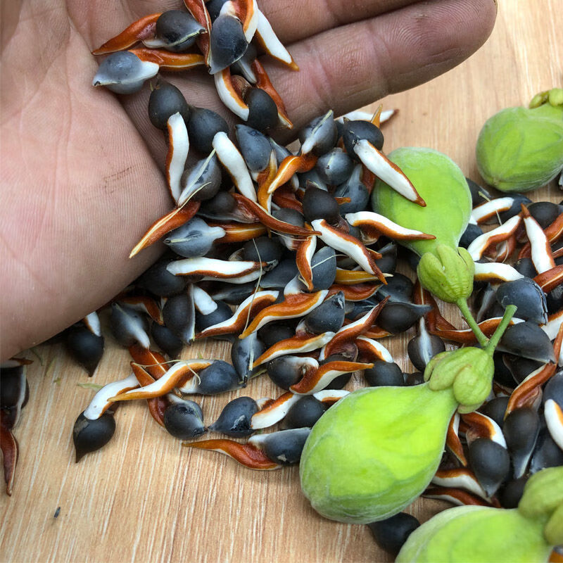 奇楠沉香树苗沉香种仔奇楠沉香种子名贵树种白奇楠绿奇楠发芽率高 白