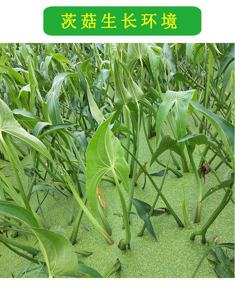 云南现挖白茨菇新鲜山慈姑苗茨菰种子马蹄荸荠特产蔬菜