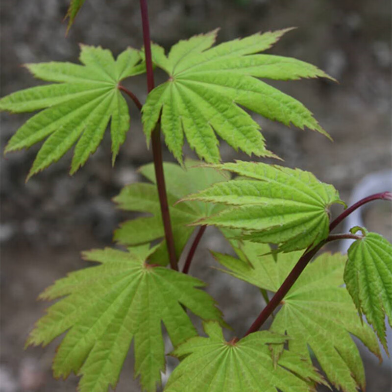 板屋枫 acer japonicum 5加仑 40cm(含)-50cm(不含)品种名:黄叶团扇枫