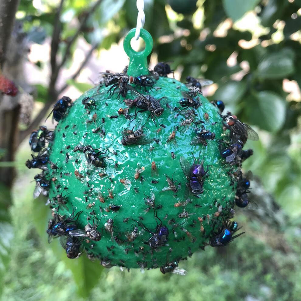 果园菜地诱蝇球柑橘大实蝇球蓝莓樱桃瓜粘虫球诱针蜂果蝇器 10个粘虫