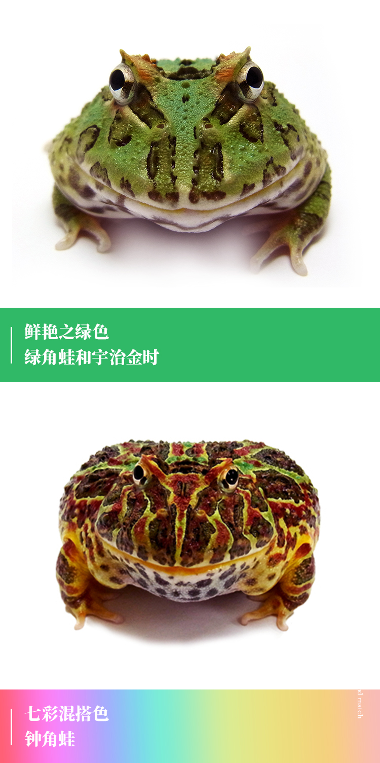 角蛙黄金活体宠物绿角蛙南瓜非洲牛蛙爬宠蛙钟角姥爷树蛙青蛙活物 铝