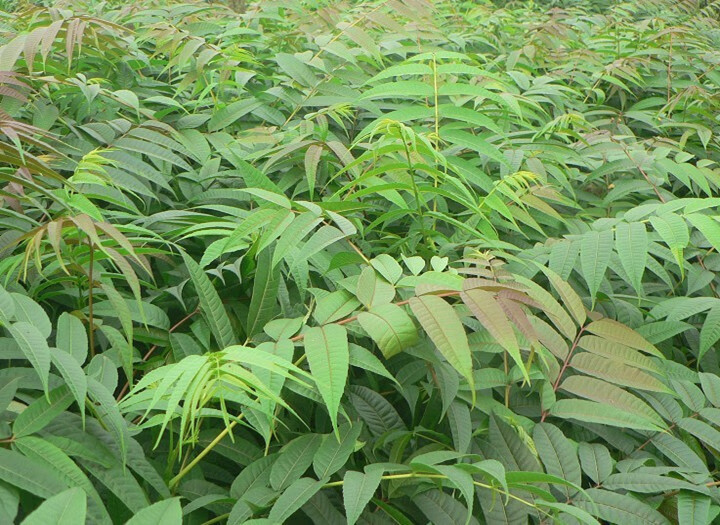 颜曼箐香椿小苗香春树苗当年可食用红油香椿树苗树上南方北方种植八年