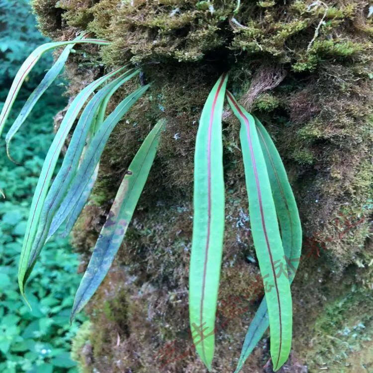 官方旗舰伟博话石草250g肾精茶缅甸话石草结石茶