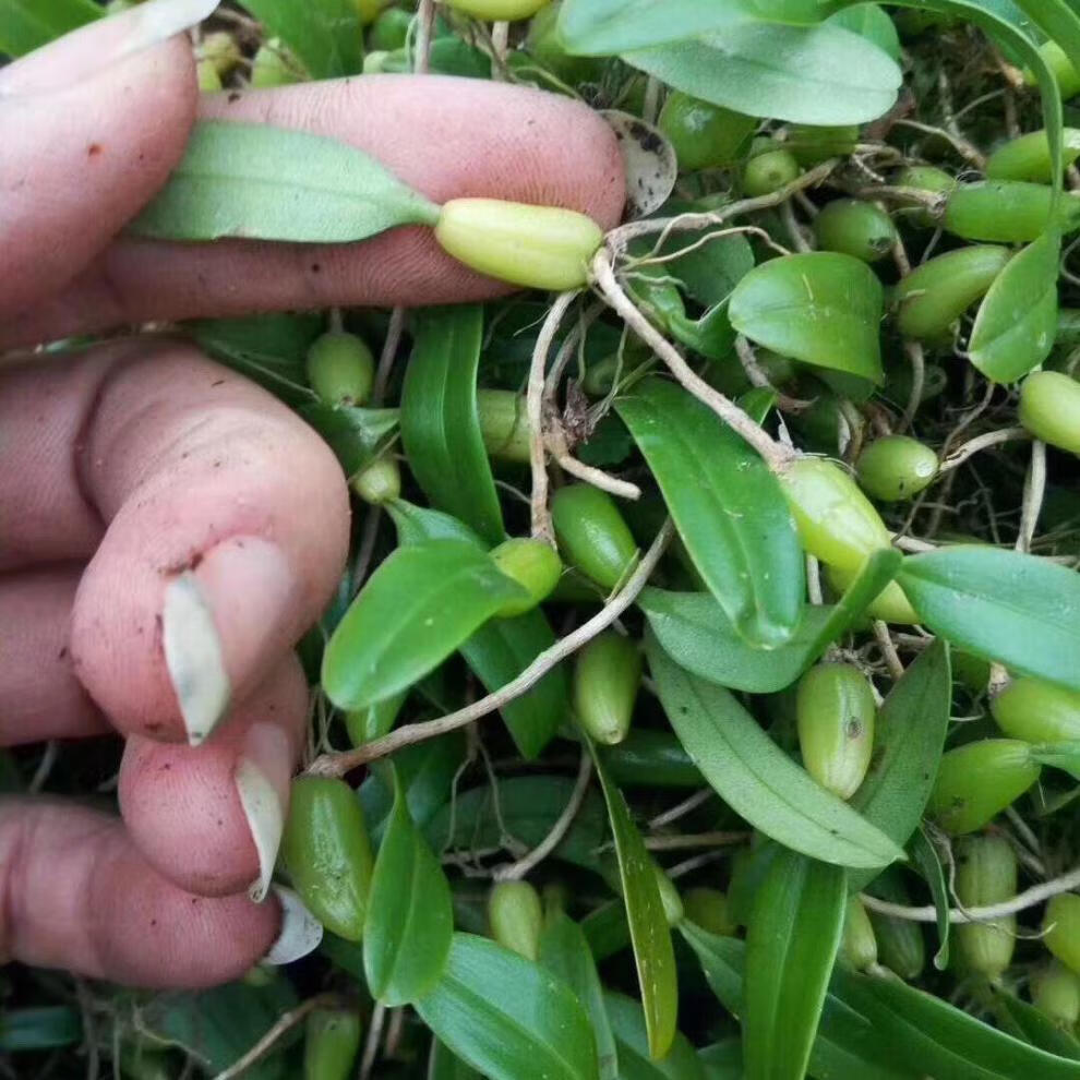 石橄榄双叶单叶石橄榄石仙桃小号果上叶山石斛煲汤 双叶小果500克