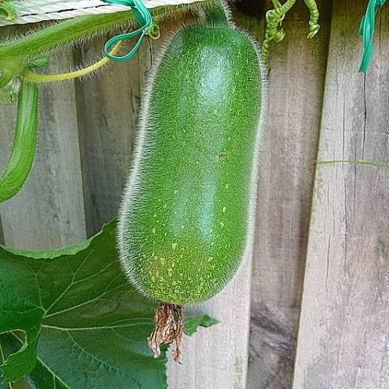 高产绿春小冬瓜种子早春小冬瓜节节瓜蔬菜种子四季播种小节瓜常丰嫩绿