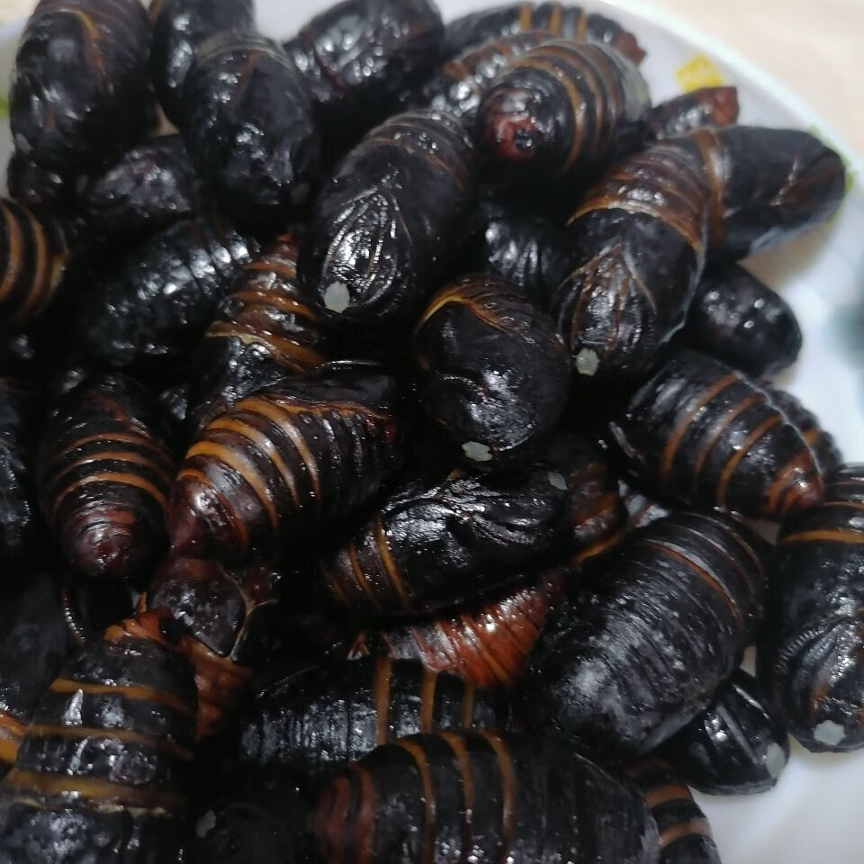 东北特产茧蛹活活蝉蛹茧蛹柞树蛹干煸茧蛹鲜活茧蛹黑蛹每斤63个左右
