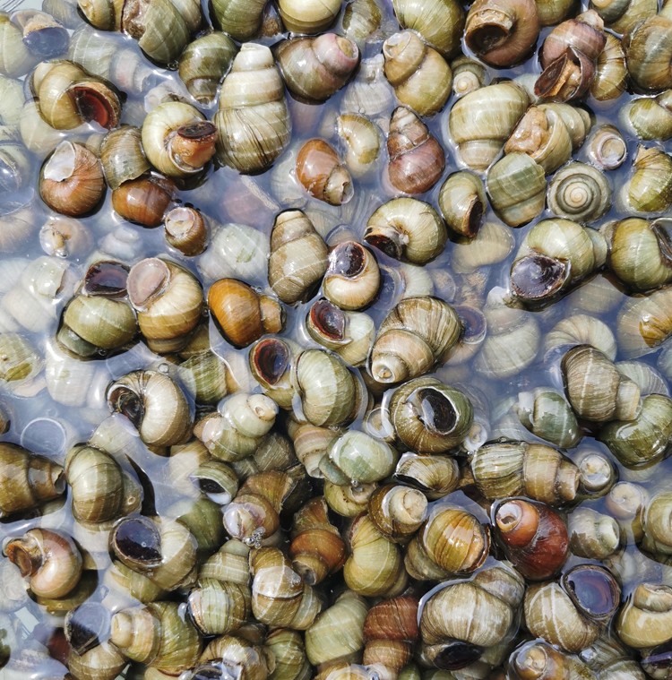 真鱼快微山湖淡水田螺无泥沙活体螺丝螺蛳粉泥螺活体田螺1斤田螺保活