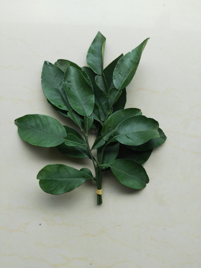 新鲜柚子叶碌柚叶柚子叶当天采摘柚子叶新鲜 6把【顺丰】400克 500g