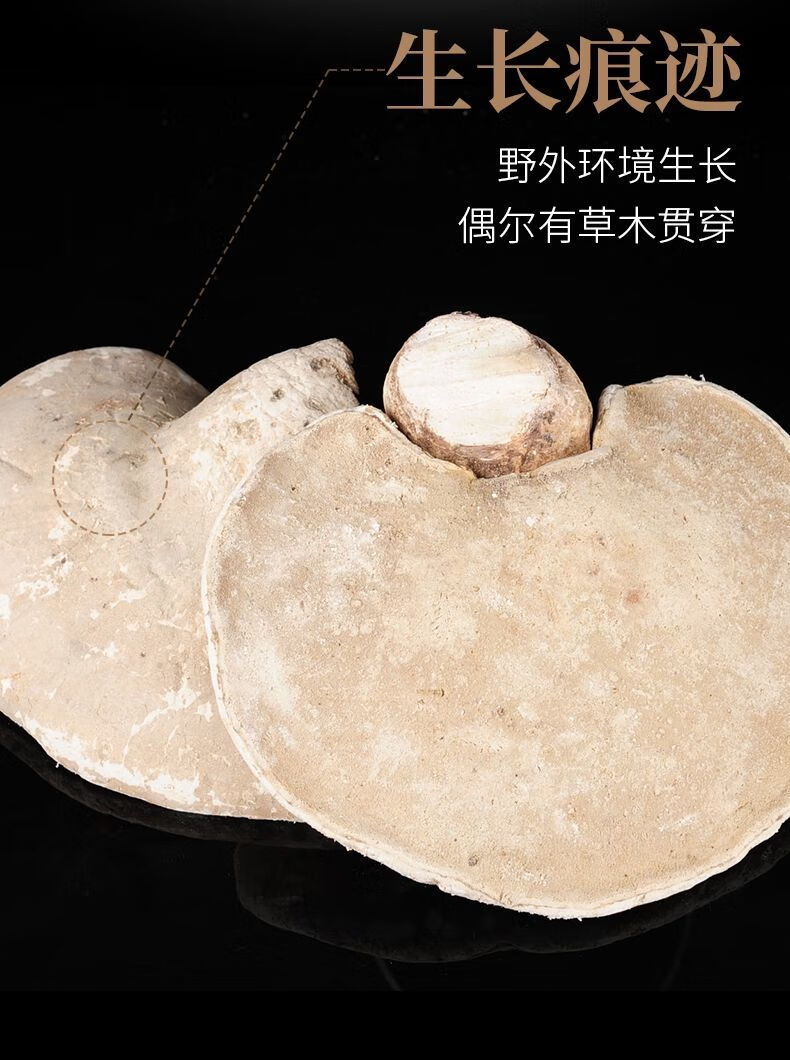 西藏野生白灵芝深山野生白色灵芝白边林芝长白山白灵芝野生泡茶 官方