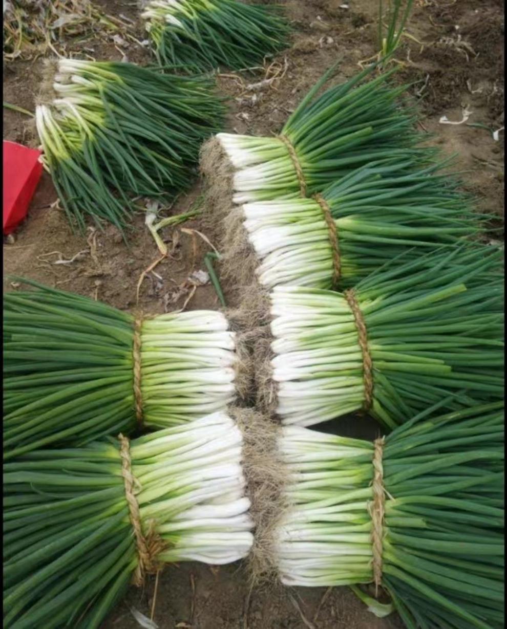 安徽分葱中等大小品种小香葱山东大葱大香葱3斤净重