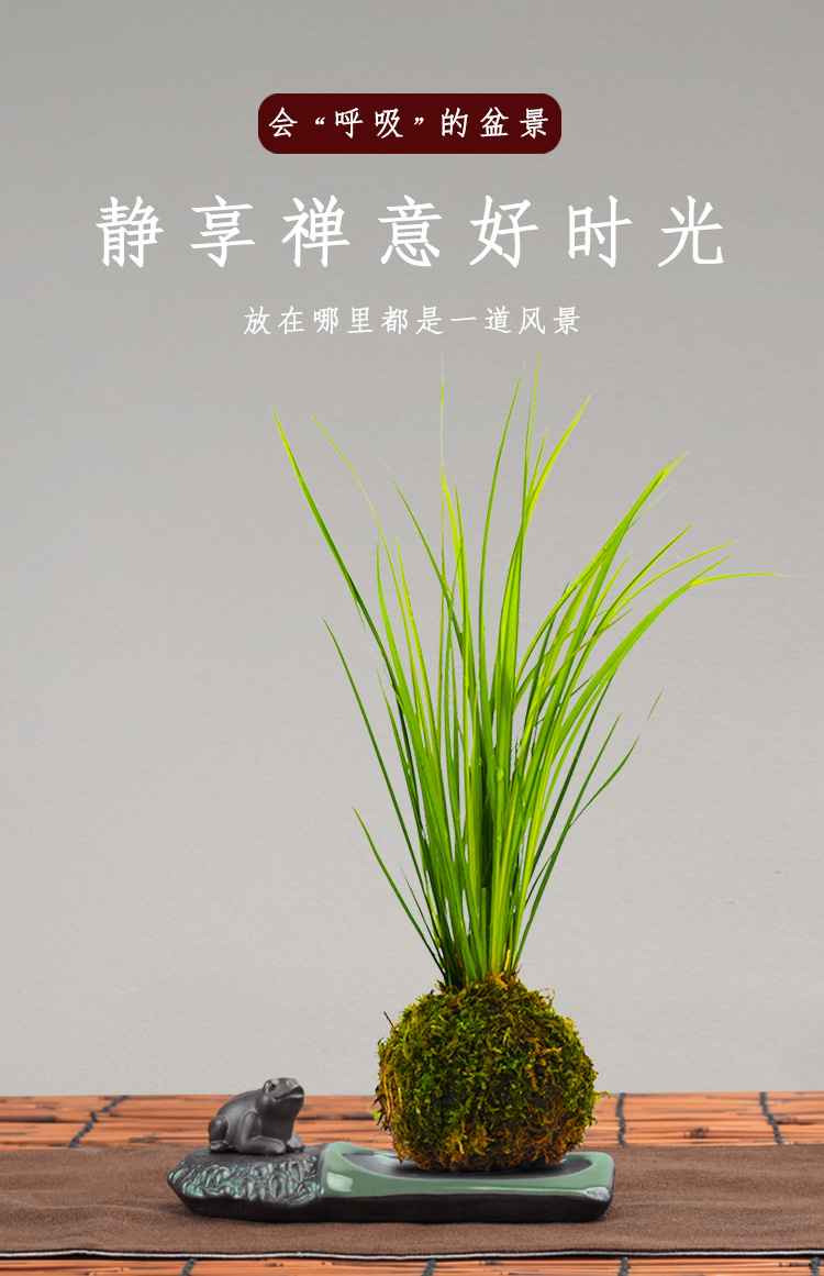 胧月菖蒲水培菖蒲草苔藓球盆栽水养植物禅意日本苍蒲草随手香盆景 客