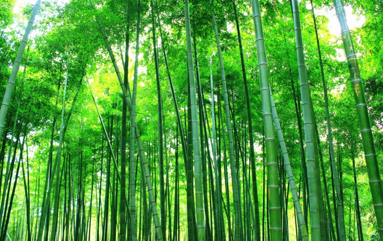 高清竹林风景3d立体墙纸竹子电视背景墙布壁纸绿色客厅房卧室壁画无缝