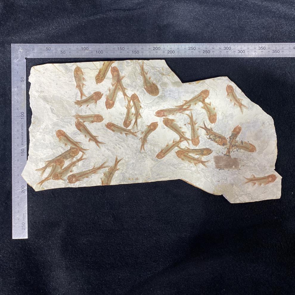 24群鱼化石两面鱼【图片 价格 品牌 报价】-京东