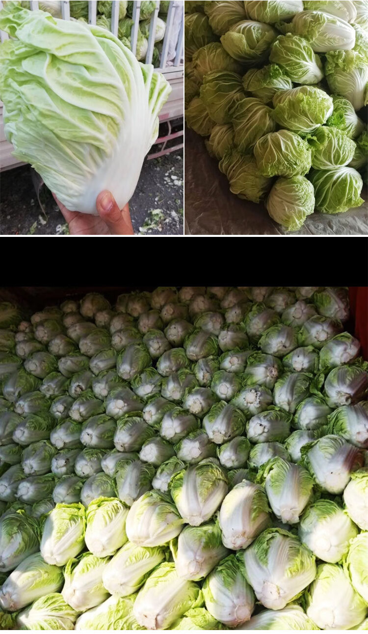 博卉菊红心大白菜种子早熟黄心白菜种子家庭菜园盆栽易种蔬菜种子炫桔