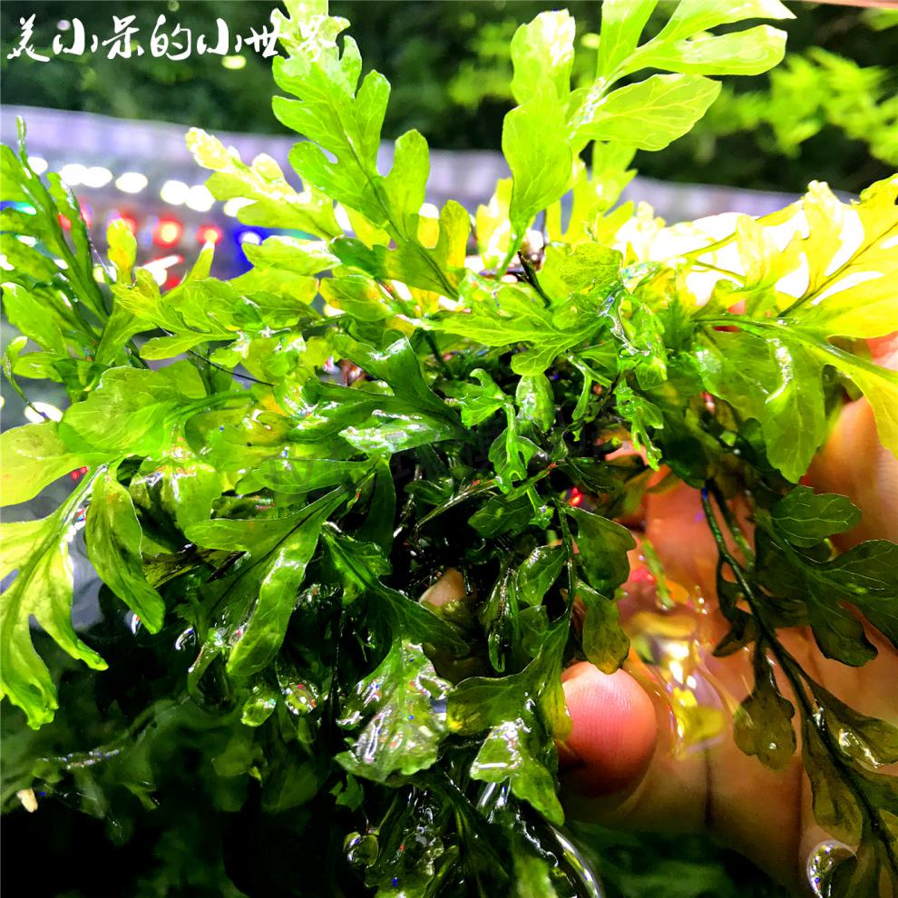 黑木蕨水草黑木蕨黒木厥水草水下叶水晶虾缸 阴性草 莫斯moss自养真