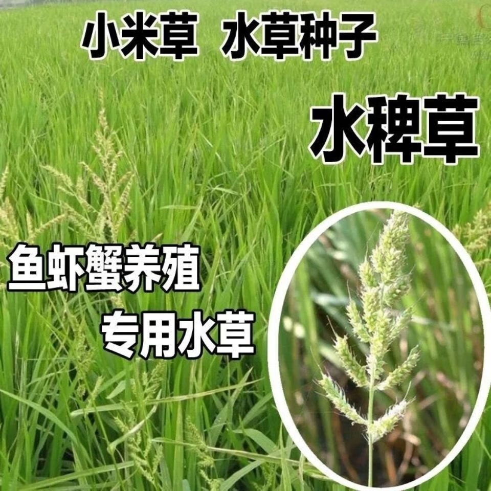 雜交牧草牛羊兔豬魚草種子紫花苜蓿草狼尾草小米草黑麥草種子量大聯繫