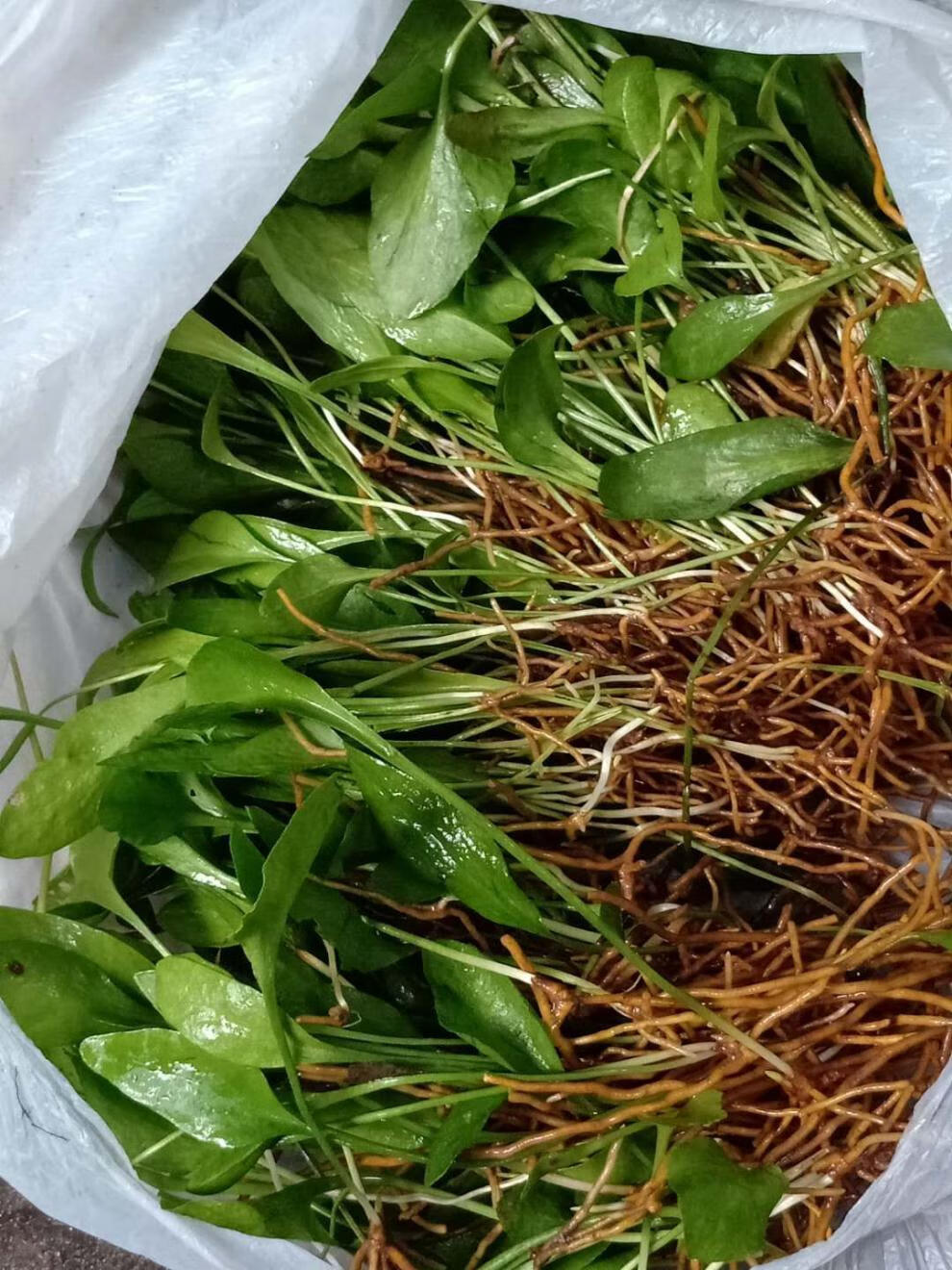 伟博精选 一支箭新鲜现采中草药材500g克带根现采现发新鲜一支箭草