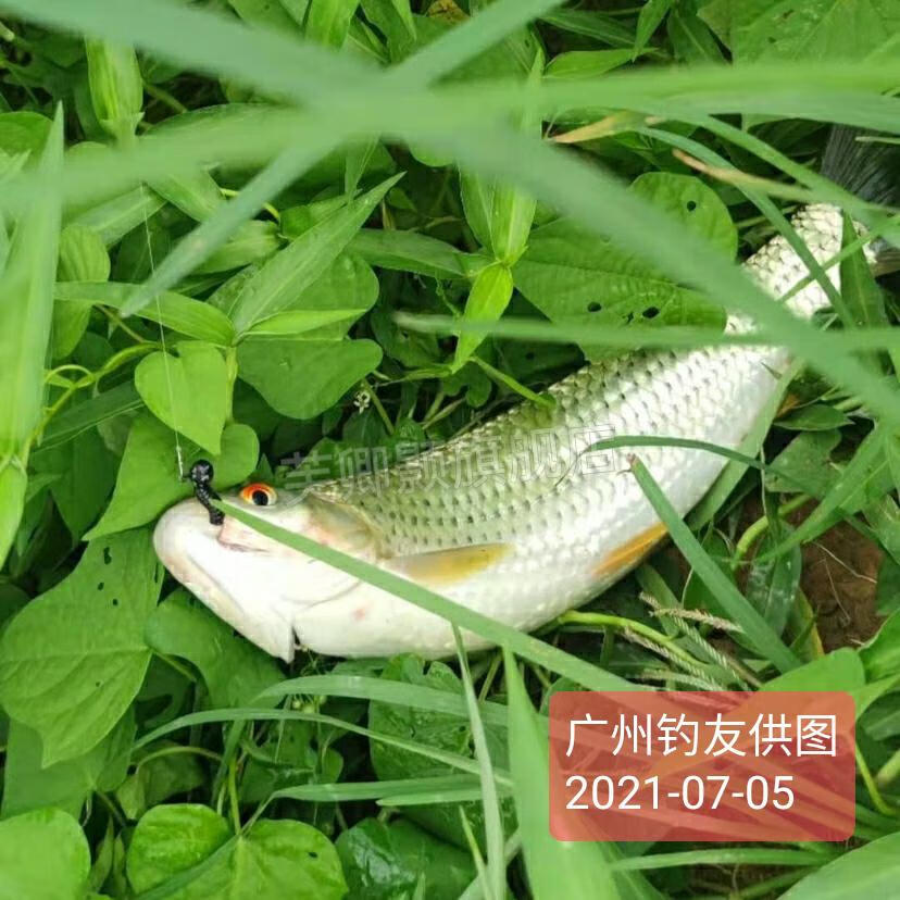 限時秒殺化氏一味多節響尾蛆微物路亞根釣翹嘴黑坑鱖太陽魚紅眼羅非